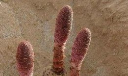 瓜洲锁阳如何吃,传统滋补佳品的多重食用方法揭秘