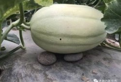 去瓜地怎么找瓜吃