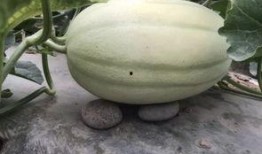 去瓜地怎么找瓜吃