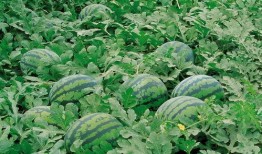 汉中南郑吃瓜,瓜果飘香，品味夏日清凉