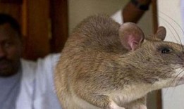 怎么保护瓜不让老鼠吃