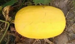行瓜怎么吃,解锁夏日清新美味