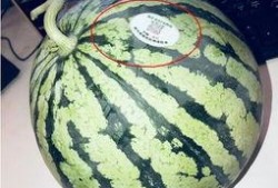 满庄吃瓜,揭秘乡村生活的甜蜜与苦涩