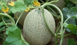 梦梦哟吃哈密瓜,梦梦哟的哈密瓜美食之旅