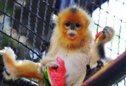 吃瓜出神图,揭秘娱乐圈幕后故事