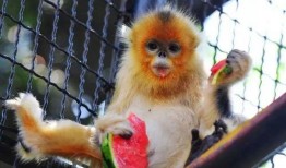 吃瓜出神图,揭秘娱乐圈幕后故事