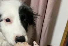 瓜边牧可以吃吗,狗狗能否享用美味瓜果？