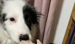 瓜边牧可以吃吗,狗狗能否享用美味瓜果？