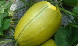 有哪些吃瓜的论坛,网络热议背后的真相与趣味