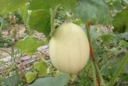 梨瓜可以吃,美味多汁，健康养生的夏日佳品