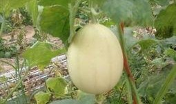 梨瓜可以吃,美味多汁，健康养生的夏日佳品