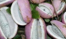 小宝宝吃八月瓜的好处,天然营养，益智强身秘诀