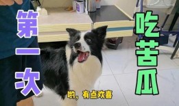 瓜边牧可以吃吗,狗狗能否享用美味瓜果？