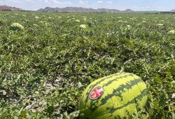 宁夏捷途吃瓜,一场吃瓜群众的狂欢盛宴