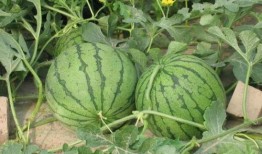 回基吃瓜,揭秘娱乐圈背后的那些事儿