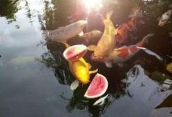 锦鲤吃瓜酱,揭秘网络红人的幕后故事