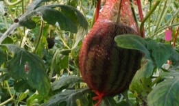 过年吃瓜组,揭秘春节餐桌上的趣味瓜果盛宴