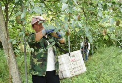 桐梓吃瓜事件,一场网络狂欢背后的真相与反思