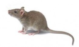 怎么保护瓜不让老鼠吃