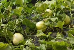 免费吃瓜地址有什么,畅享美食盛宴的秘密通道