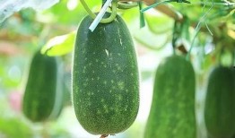 吃瓜四组,揭秘娱乐圈背后的故事与真相