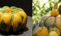 回基吃瓜,揭秘娱乐圈背后的那些事儿