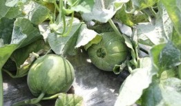 夏天吃的瓜叫什么瓜,探寻夏天的“甜蜜”代表——瓜瓜世界