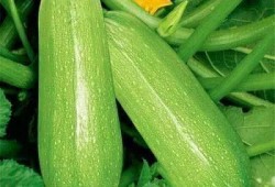 深度吃瓜爱好者,吃瓜群众的瓜界风云录