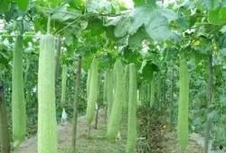 吃瓜助理,网络红人的崛起与影响力