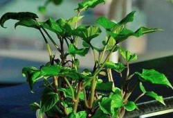 各个主播吃树叶瓜