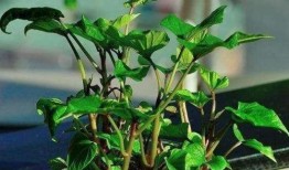 各个主播吃树叶瓜