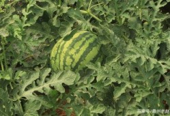 二茬瓜可以吃,美味与营养的双重享受