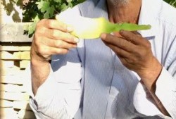 吃老汉瓜声控,跟随老汉瓜声探寻神秘世界