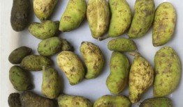 小宝宝吃八月瓜的好处,天然营养，益智强身秘诀