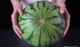 西瓜田吃瓜过瘾