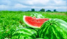 吃瓜张晓曦,揭秘娱乐圈幕后故事