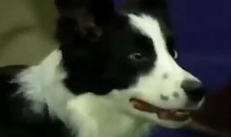 瓜边牧可以吃吗,狗狗能否享用美味瓜果？