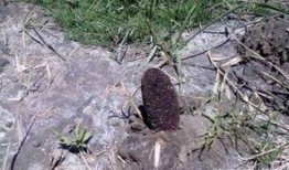 瓜洲锁阳如何吃,传统滋补佳品的多重食用方法揭秘