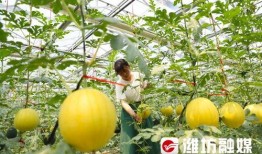 潍坊干部吃瓜,揭秘官场“小确幸”背后的真相