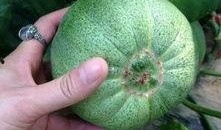 梨瓜可以吃,美味多汁，健康养生的夏日佳品