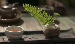 下午吃瓜不喝茶,茶香悠然待续