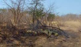 回村吃瓜现场,一场别开生面的乡村生活秀