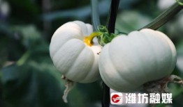 白雪瓜怎么吃,解锁美味新体验