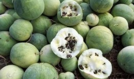 揭阳玉都吃瓜,探寻瓜果飘香的甜蜜时光