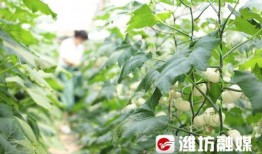 潍坊干部吃瓜,揭秘官场“小确幸”背后的真相