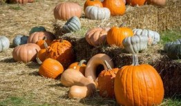 汉中南郑吃瓜,瓜果飘香，品味夏日清凉