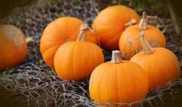 晚上大量吃瓜,揭秘晚食大量瓜果的奇妙体验