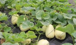 吃银瓜好吗,吃银瓜真的好吗？