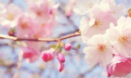 QQ樱花小屋吃瓜群,揭秘网络社交圈的趣味与争议