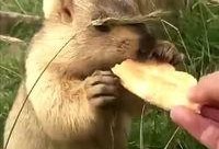 土拔鼠吃瓜,土拔鼠的夏日瓜果盛宴